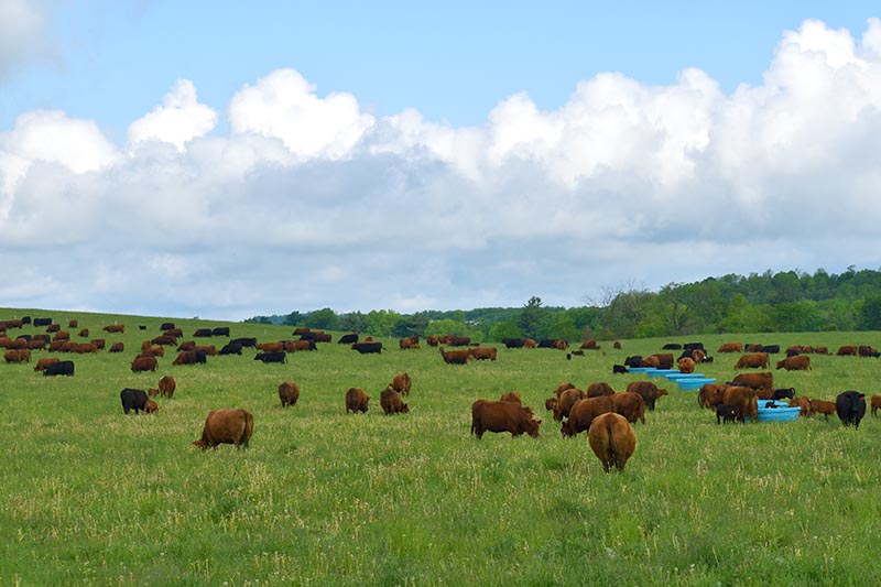 Little Lakes Ranch Beef